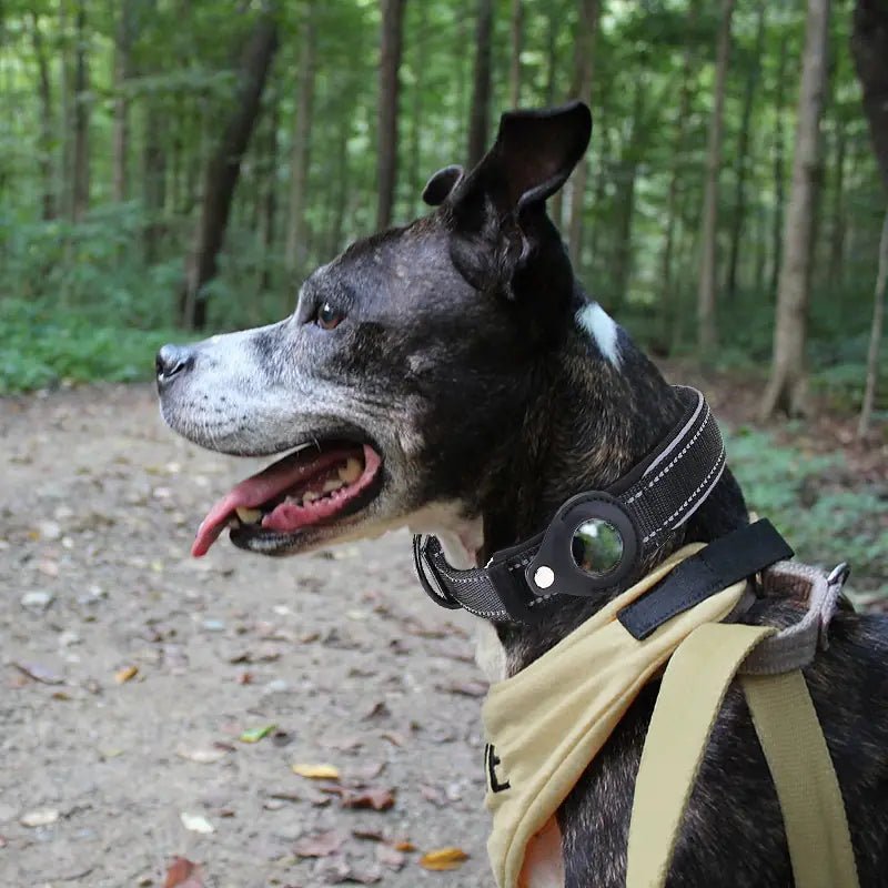 New Anti - Lost Pet Dog Collar - Cool Gear Pro